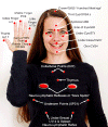 accupointmodel.gif (133023 bytes)
